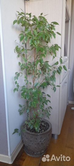 Фикус бенджамина 115 см в керамическом кашпо