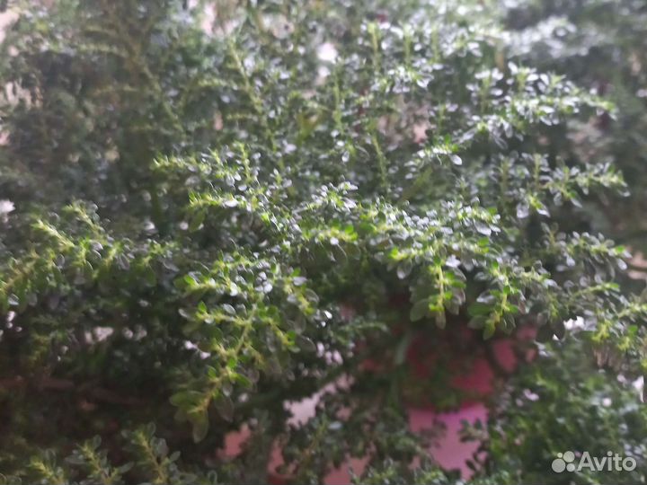 Пилея мелколистная