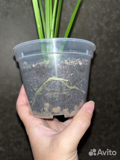 Спатифиллум