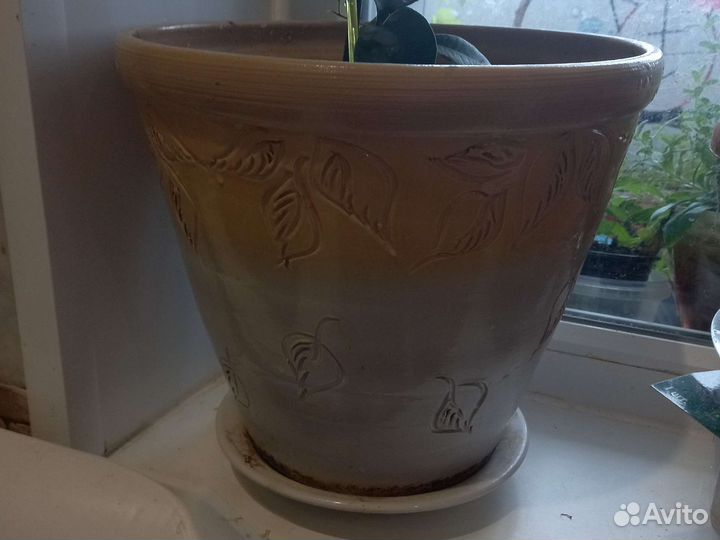 Фикус микрокарпа гинсенг