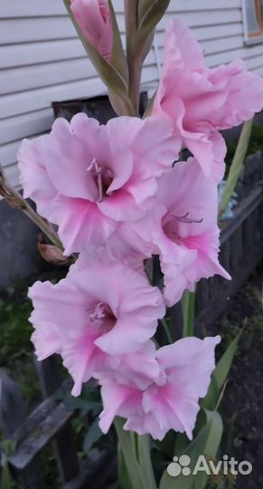 Гладиолусы луковицы