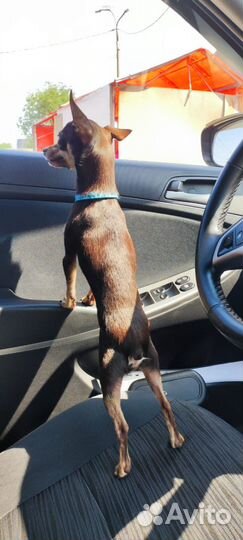 Случка собак