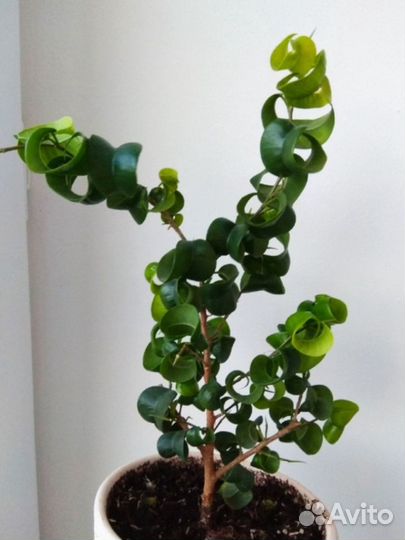 Фикус Барок