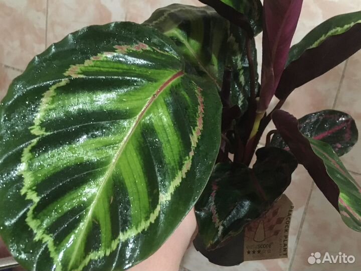 Цветы сансы замики антуриумы калатеи аглаонемы