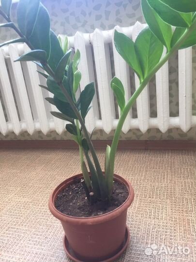 Замиокулькас