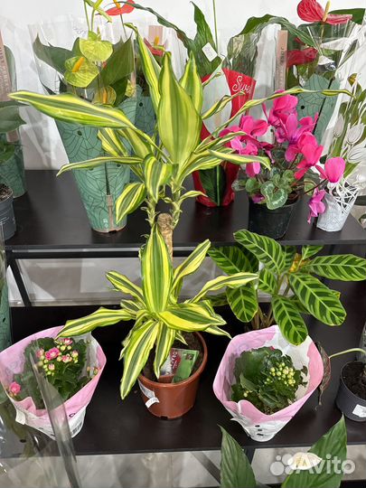 Комнатные растения.драцена