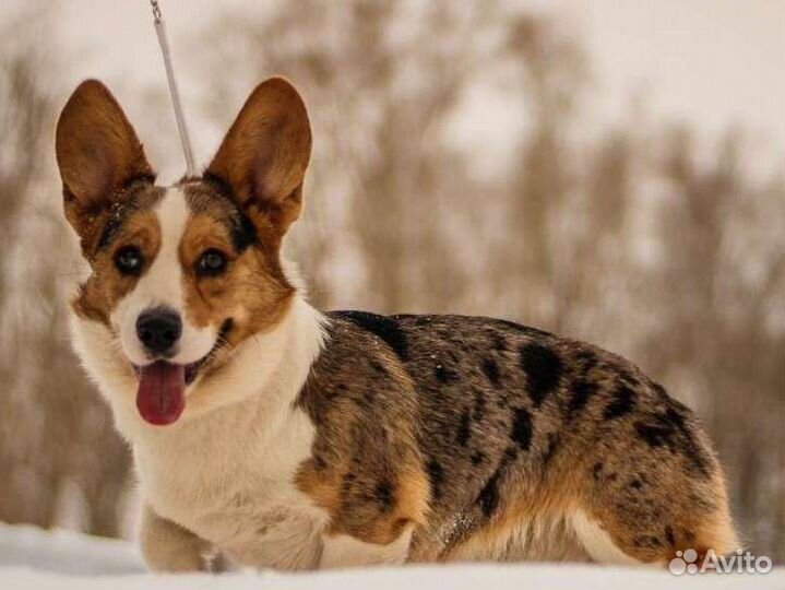 Вязка