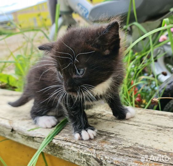 Котята в добрые руки бесплатно мальчики