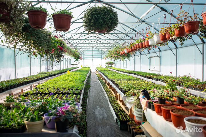 Рассада цветов