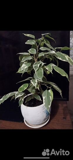 Фикус бенджамина