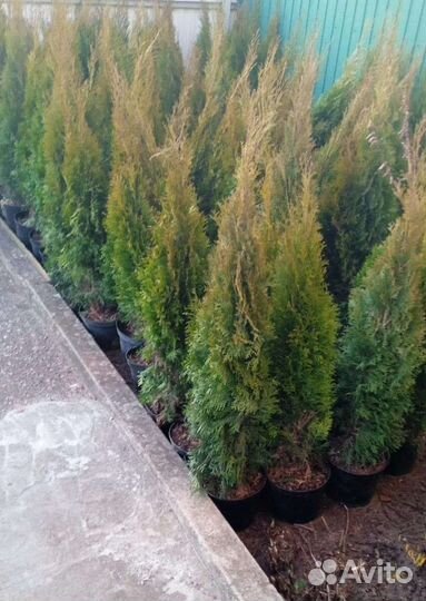 Туя смарагд