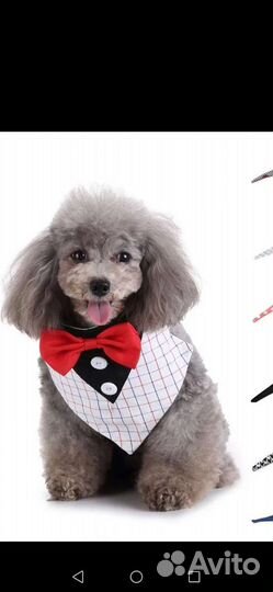 Галстук бабочка