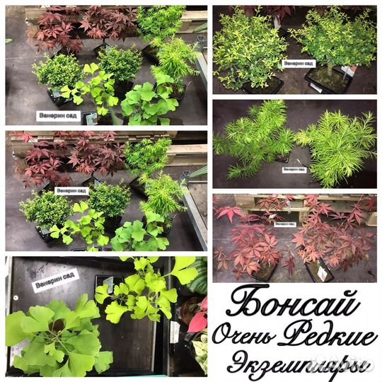 Бонсай: клён красный/вариегата/пальмовый/гардения