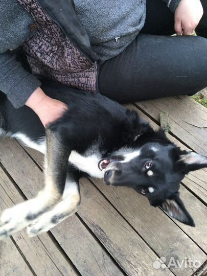 Собака в добрые руки