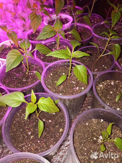 Рассада сладкого и горького перца
