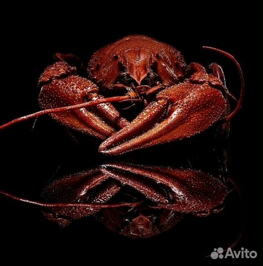 Микс живых речных раков в наличии