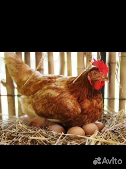 Яйцо карликовых кур, инкубационное