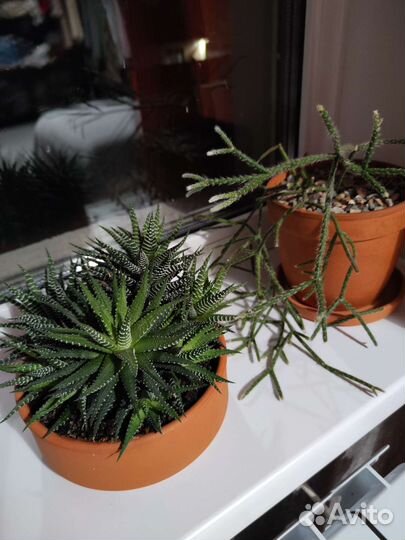 Кактус суккуленты с горшком