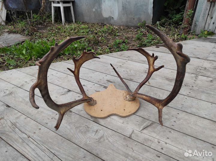 Рога оленя