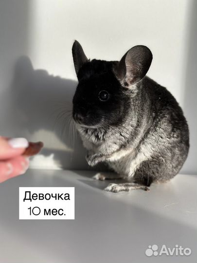 Витрина с шиншиллой