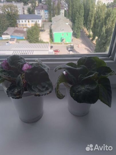 Сортовые фиалки