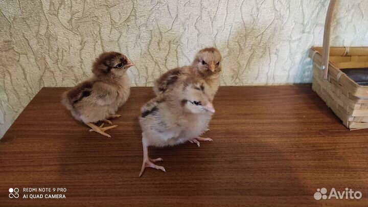 Кучинская Юбилейная и/я,цыплята