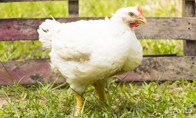 Инкубационное яйцо бройлеров