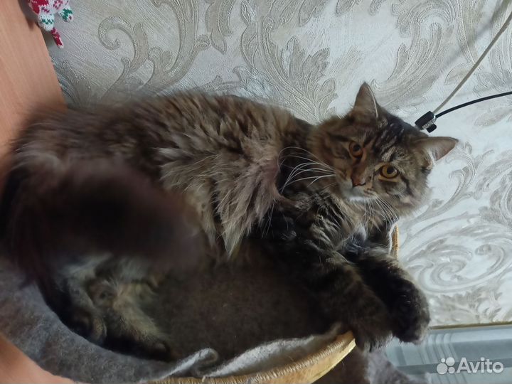 Отдам в добрые руки