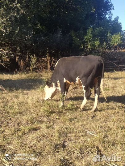 Бык на племя