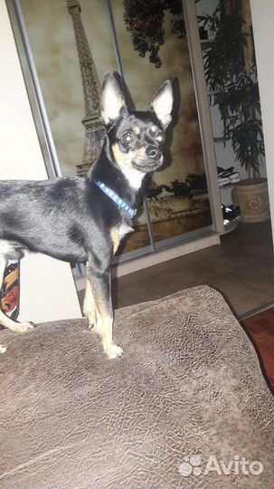 Той-терьер вязка