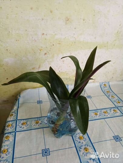 Комнатные цветы Рео