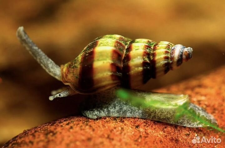 Улитка хелена