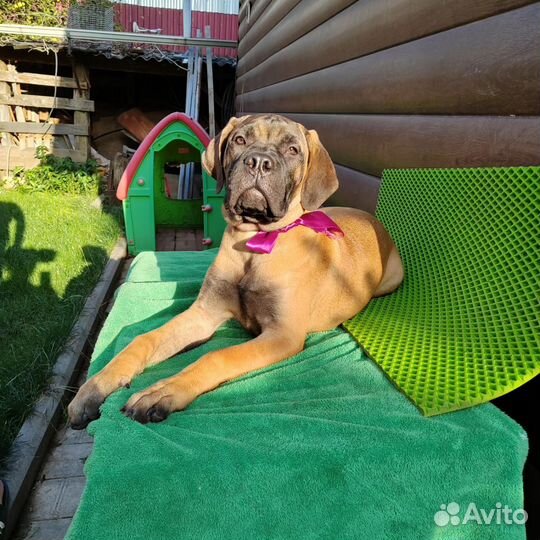 Бульмастиф