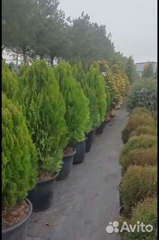 Хвойные растения