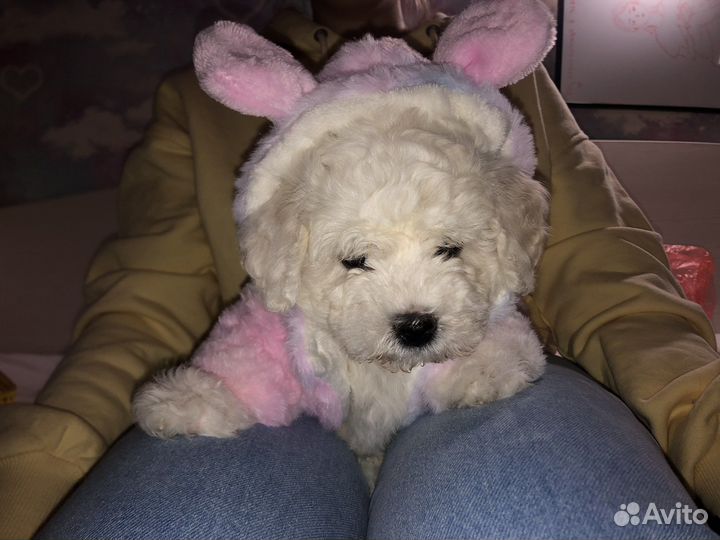 Костюм для собак
