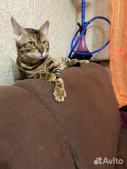 Бенгальская