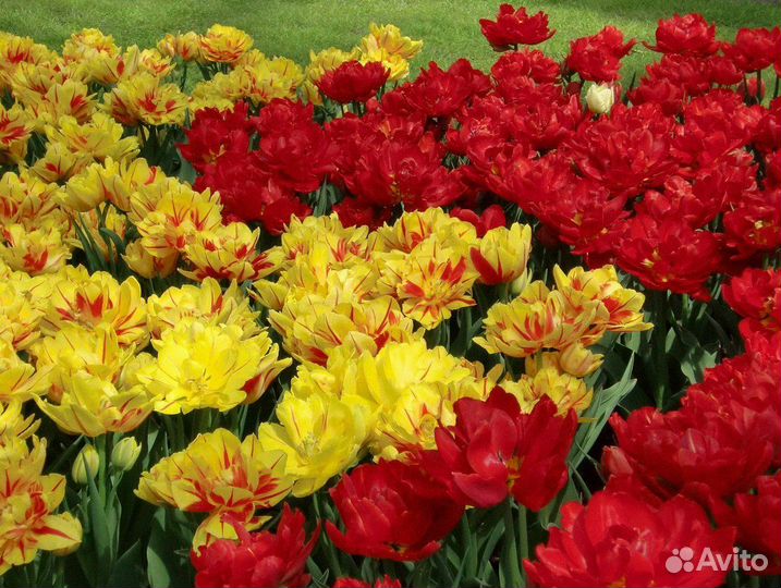Тюльпаны оптом