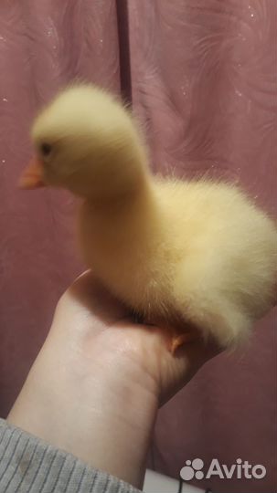 Бройлеры,гусята,перепелята суточныеЯйцо инкубации