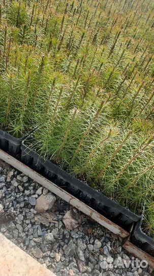 Семена сосны обыкновенная, сеянцы зкс