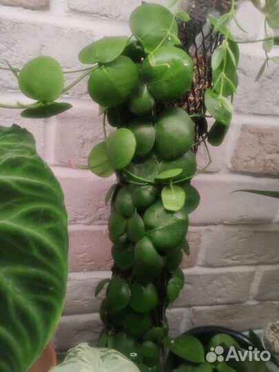 Дисхидии разные