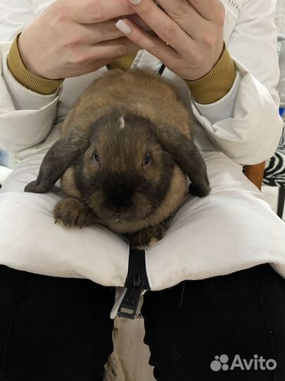 Вислоухие декаративные Mini кролики «Баран»