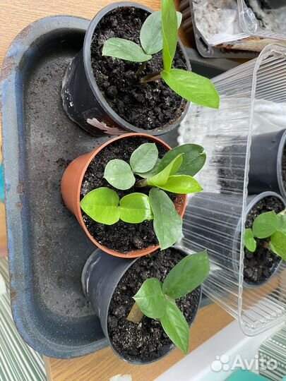 Замиокулькас