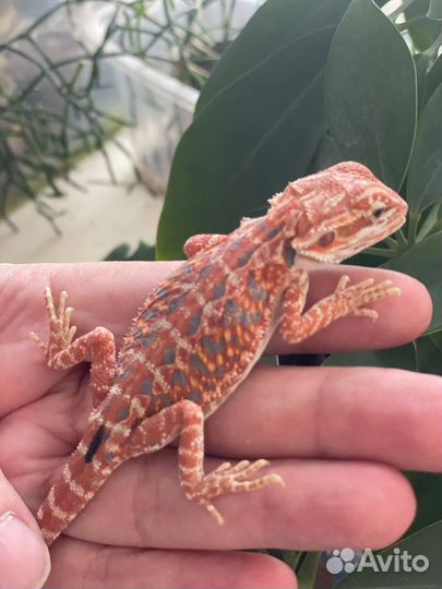 Бородатая агама малыши