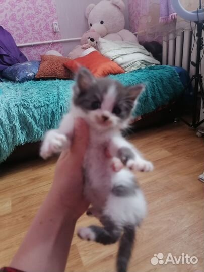 Котята отдам в добрые руки бесплатно