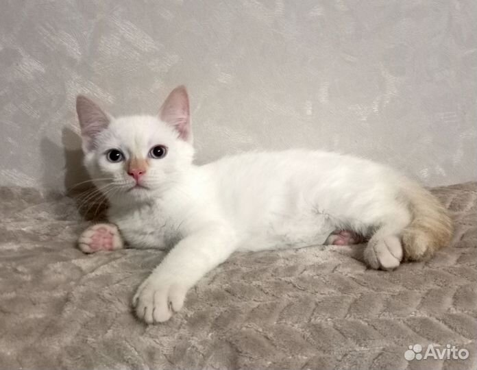 Котёнок мальчик