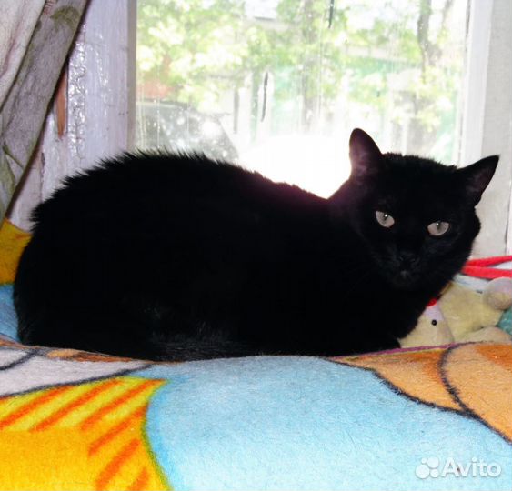 Кошечка в добрые руки