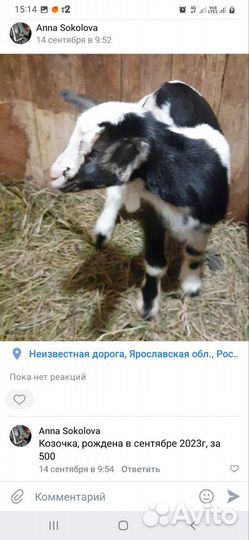 Зааненская коза