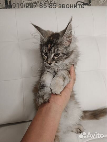 Котята Мейн-кун девочка