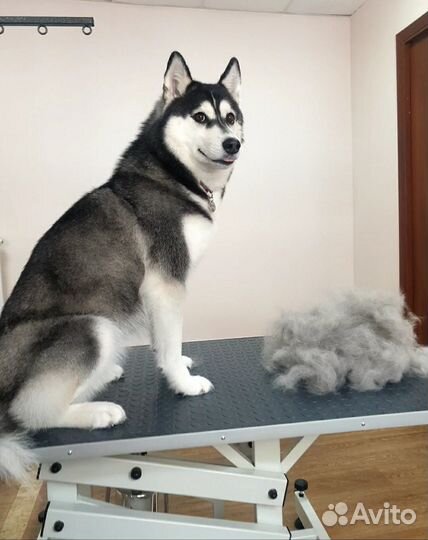 Стрижка собак. Грумер. Мичуринск