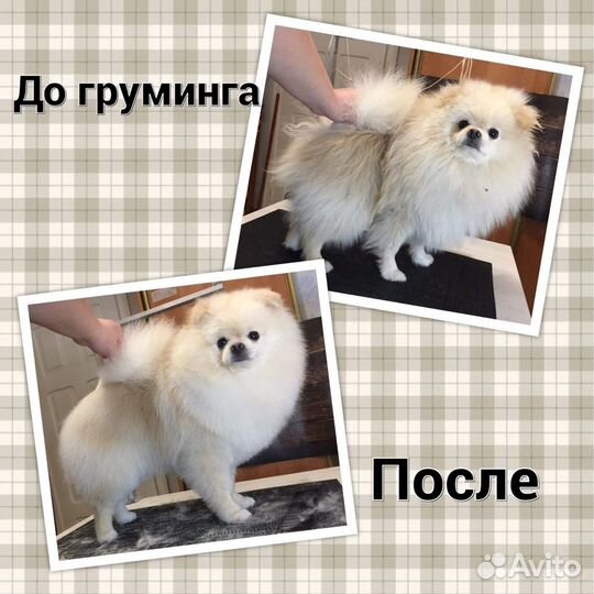 Груминг шпицев от заводчика-породника